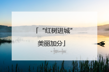 “红树进城” 美丽加分