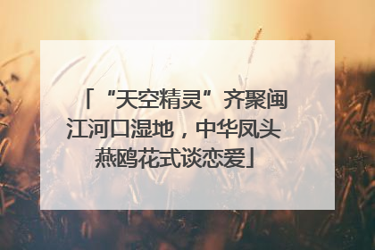 “天空精灵”齐聚闽江河口湿地，中华凤头燕鸥花式谈恋爱