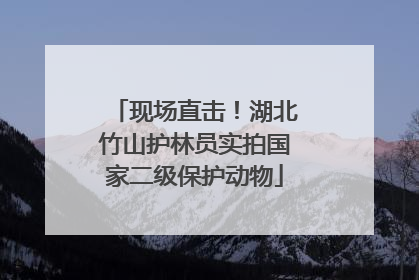 现场直击！湖北竹山护林员实拍国家二级保护动物