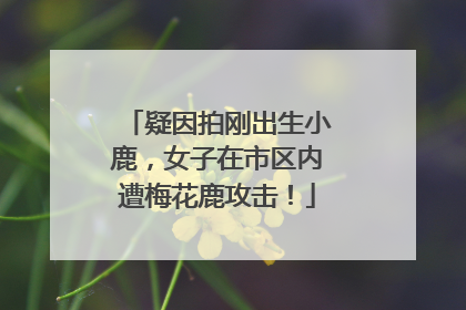 疑因拍刚出生小鹿，女子在市区内遭梅花鹿攻击！