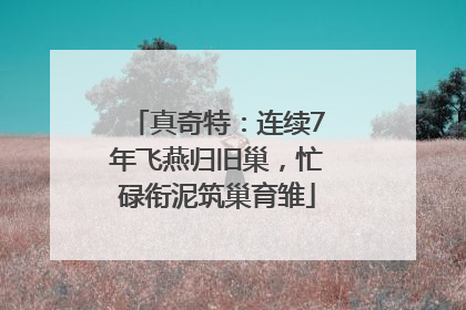 真奇特：连续7年飞燕归旧巢，忙碌衔泥筑巢育雏