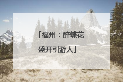 福州：醉蝶花盛开引游人