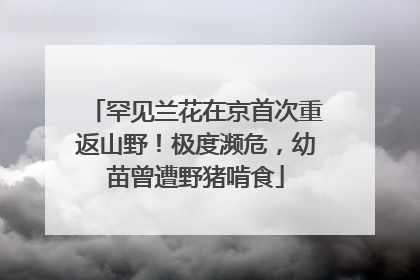 罕见兰花在京首次重返山野！极度濒危，幼苗曾遭野猪啃食