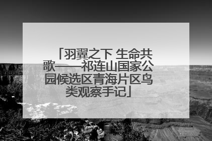 羽翼之下 生命共歌——祁连山国家公园候选区青海片区鸟类观察手记