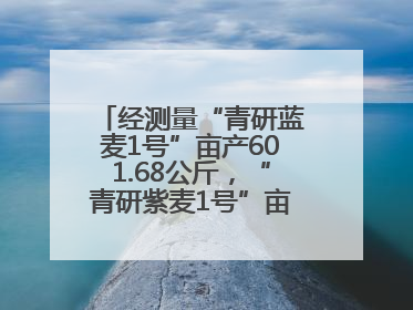 经测量“青研蓝麦1号”亩产601.68公斤，“青研紫麦1号”亩产671公斤