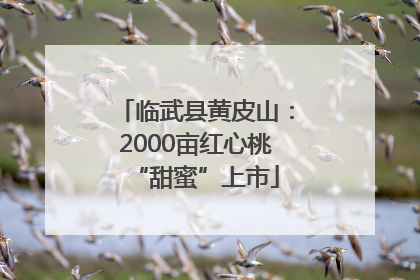 临武县黄皮山：2000亩红心桃“甜蜜”上市