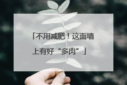 不用减肥！这面墙上有好“多肉”
