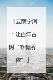 云南宁洱：让百年古树“老有所依”