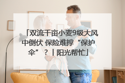 双流千亩小麦9级大风中倒伏 保险难撑“保护伞”？丨阳光帮忙