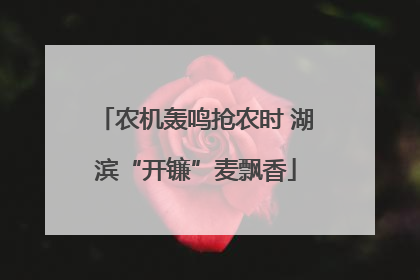 农机轰鸣抢农时 湖滨“开镰”麦飘香