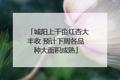 城阳上千亩红杏大丰收 预计下周各品种大面积成熟