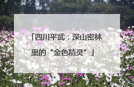 四川平武：深山密林里的“金色精灵”