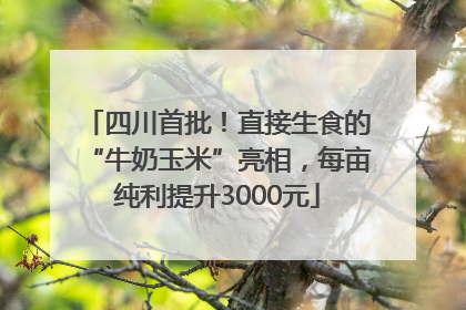 四川首批！直接生食的“牛奶玉米”亮相，每亩纯利提升3000元