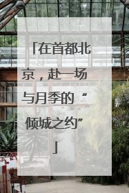 在首都北京，赴一场与月季的“倾城之约”