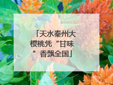 天水秦州大樱桃凭“甘味”香飘全国