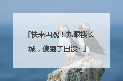 快来围观！九眼楼长城，傻狍子出没~