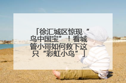 徐汇城区惊现“鸟中国宝”！看城管小哥如何救下这只“彩虹小鸟”