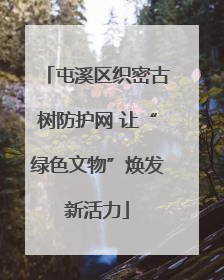 屯溪区织密古树防护网 让“绿色文物”焕发新活力