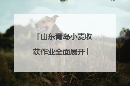 山东青岛小麦收获作业全面展开