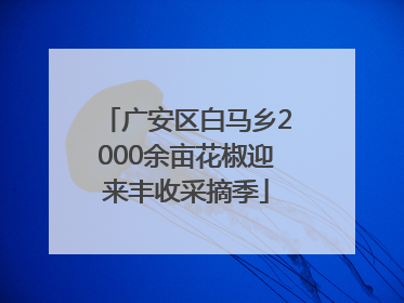 广安区白马乡2000余亩花椒迎来丰收采摘季