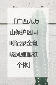 广西九万山保护区同时记录金斑喙凤蝶雌雄个体