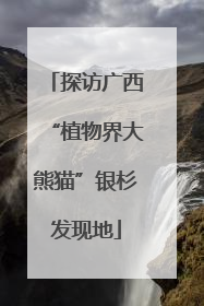 探访广西“植物界大熊猫”银杉发现地