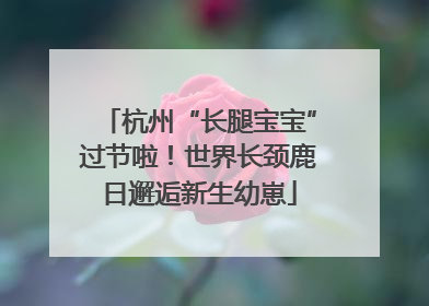 杭州“长腿宝宝”过节啦！世界长颈鹿日邂逅新生幼崽