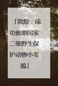 敦煌：成功救助国家二级野生保护动物小苇鳽
