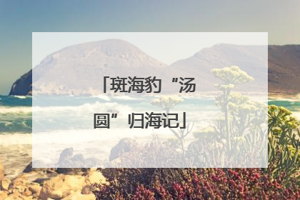 斑海豹“汤圆”归海记