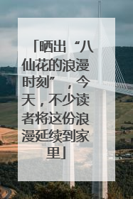 晒出“八仙花的浪漫时刻”，今天，不少读者将这份浪漫延续到家里