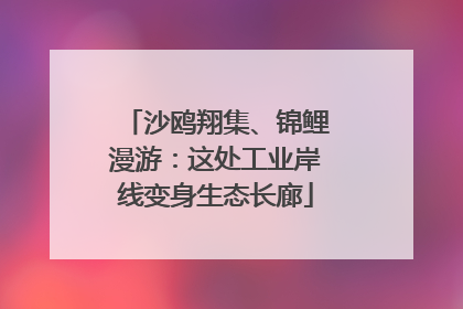 沙鸥翔集、锦鲤漫游：这处工业岸线变身生态长廊