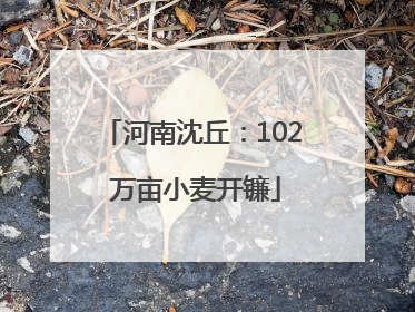 河南沈丘：102 万亩小麦开镰
