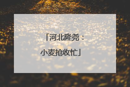 河北隆尧：小麦抢收忙