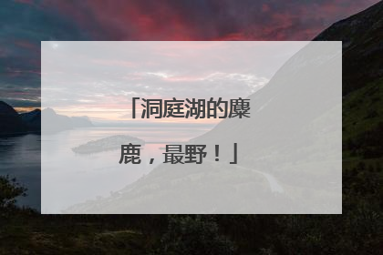 洞庭湖的麋鹿，最野！