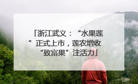 浙江武义：“水果莲”正式上市，莲农增收“致富果”注活力