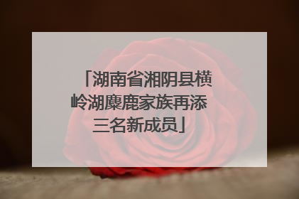 湖南省湘阴县横岭湖麋鹿家族再添三名新成员