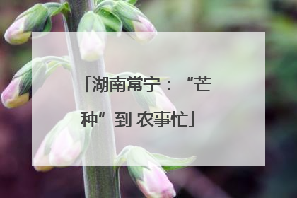 湖南常宁：“芒种”到 农事忙