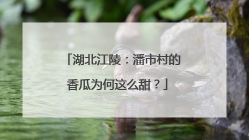 湖北江陵：潘市村的香瓜为何这么甜？