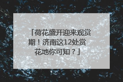 荷花盛开迎来观赏期！济南这12处赏花地你可知？