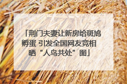 荆门夫妻让新房给斑鸠孵蛋 引发全国网友竞相晒“人鸟共处”图