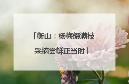 衡山：杨梅缀满枝 采摘尝鲜正当时