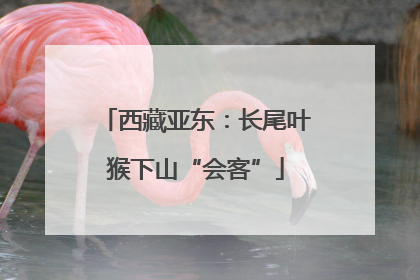 西藏亚东：长尾叶猴下山“会客”