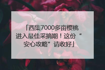西集7000多亩樱桃进入最佳采摘期！这份“安心攻略”请收好