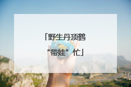 野生丹顶鹤“带娃”忙