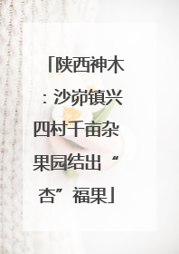 陕西神木：沙峁镇兴四村千亩杂果园结出“杏”福果