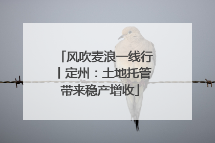 风吹麦浪一线行丨定州：土地托管带来稳产增收