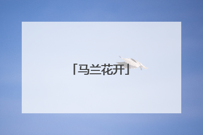 马兰花开