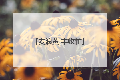麦浪黄 丰收忙