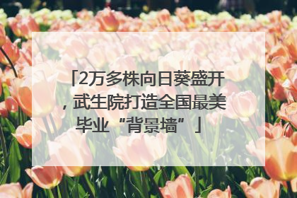 2万多株向日葵盛开，武生院打造全国最美毕业“背景墙”